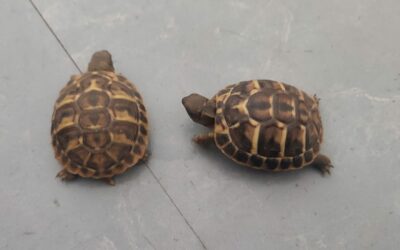 Des tortues en classe de MS