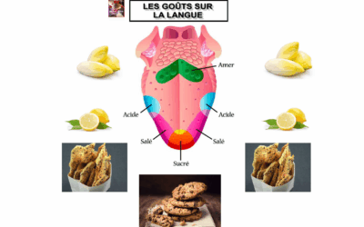 Une semaine à croquer : une explosion de saveurs et de couleurs pour la semaine du Goût