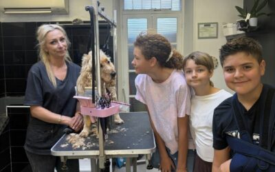 Découverte du métier de toiletteur canin